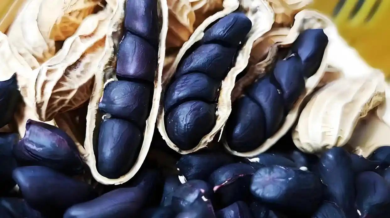 Black peanuts close-up showing seeds inside shell