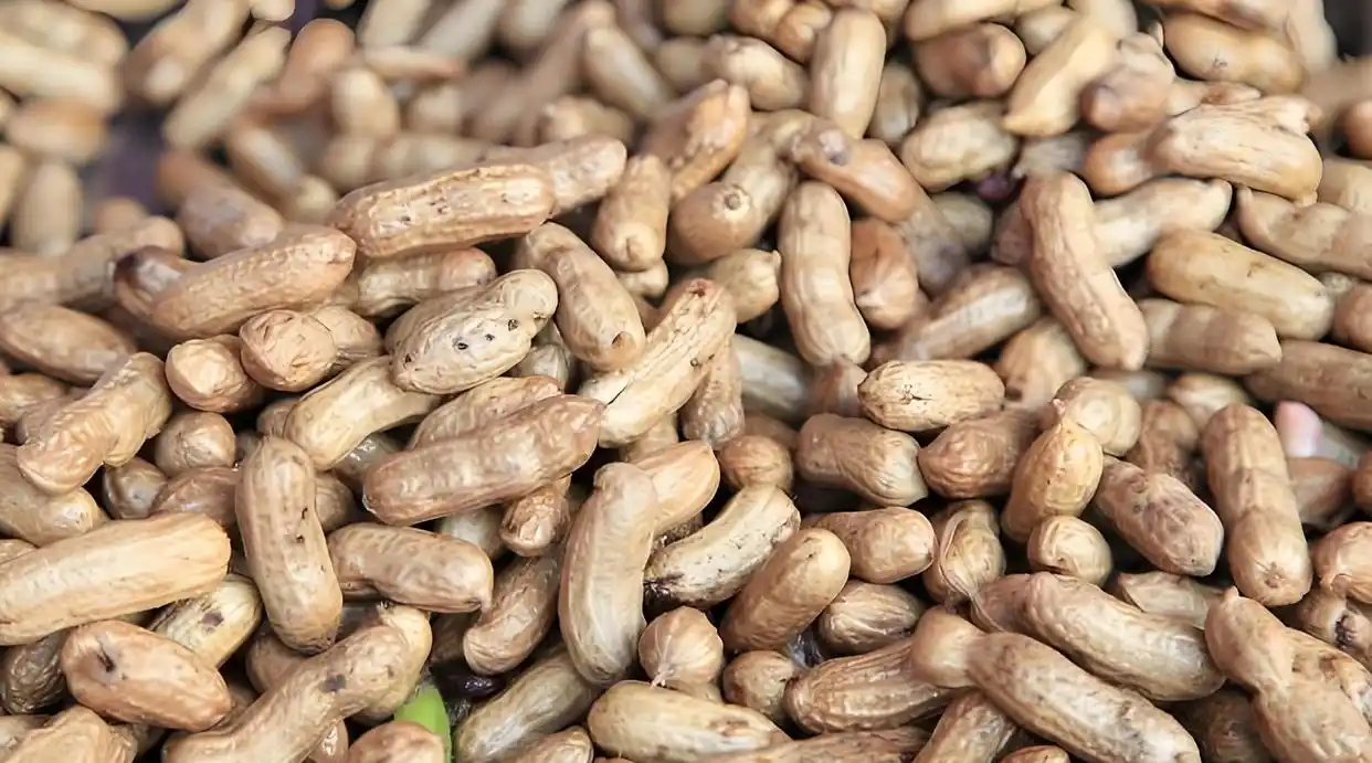 Boiled peanuts with shells in close-up view