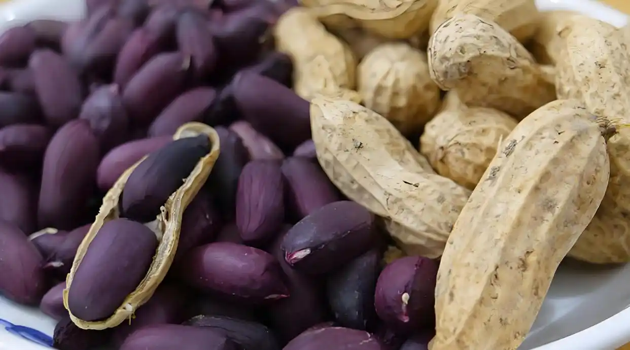 Purple peanuts with shells on white plate