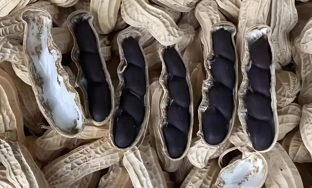 Black peanuts in split open shells close-up